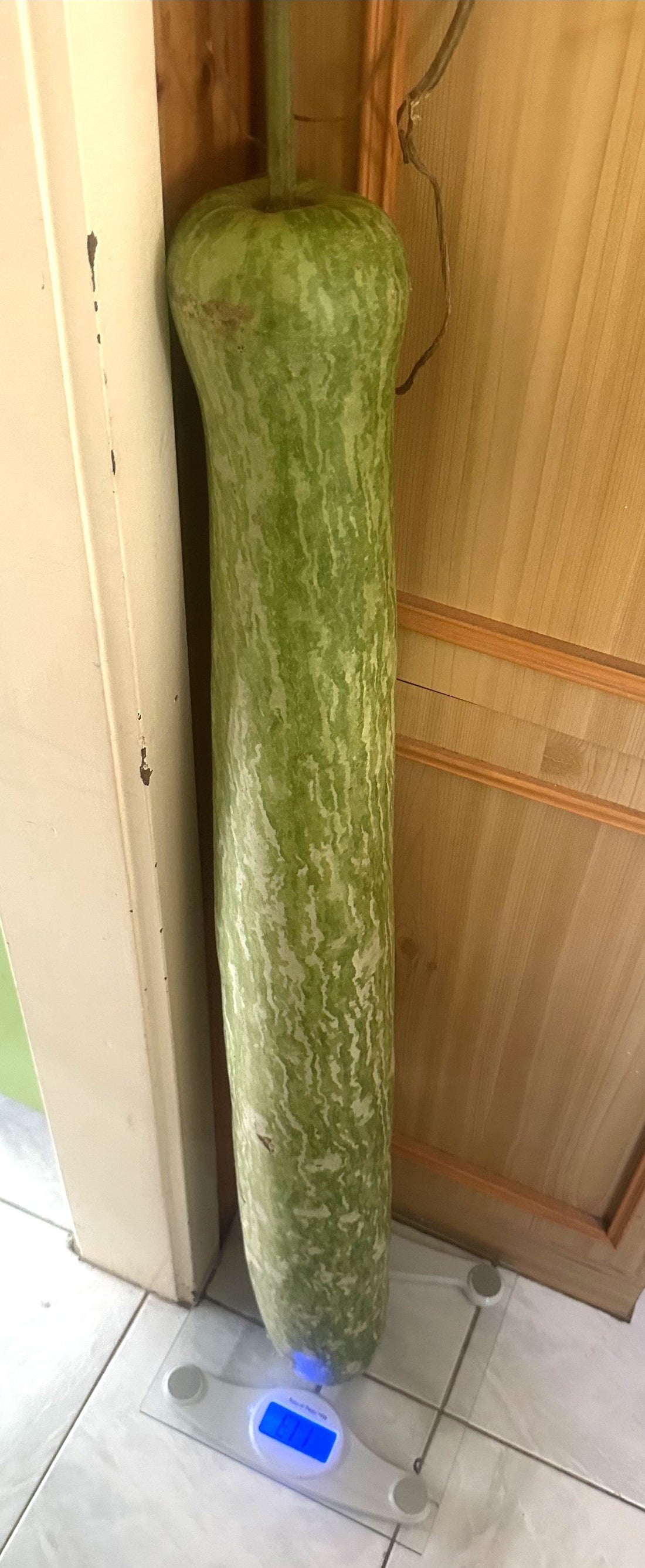 Heaviest bottle gourd grown in Australia