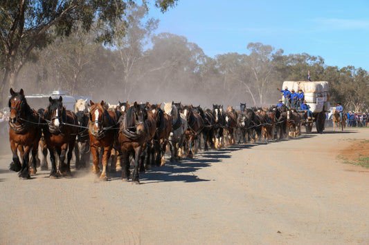 The largest number of heavy horses to pull a laden tabletop wool waggon