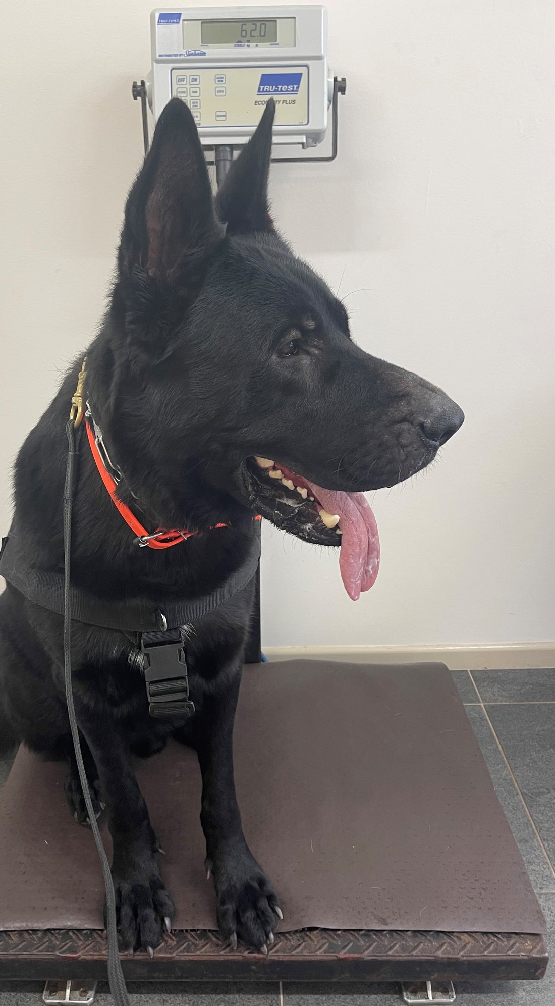 Heaviest German Shepherd dog