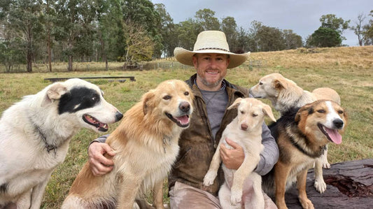 Most expensive Border Collie dog at the annual Geurie