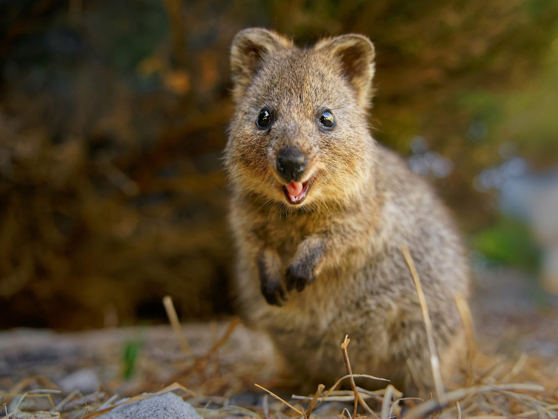 The black swan and the quokka are only native to Australia