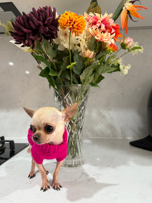Australia's smallest dog