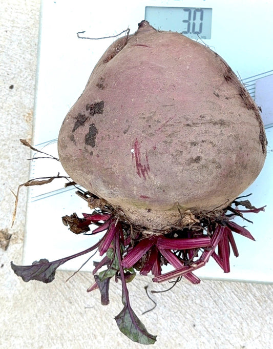 Heaviest beetroot