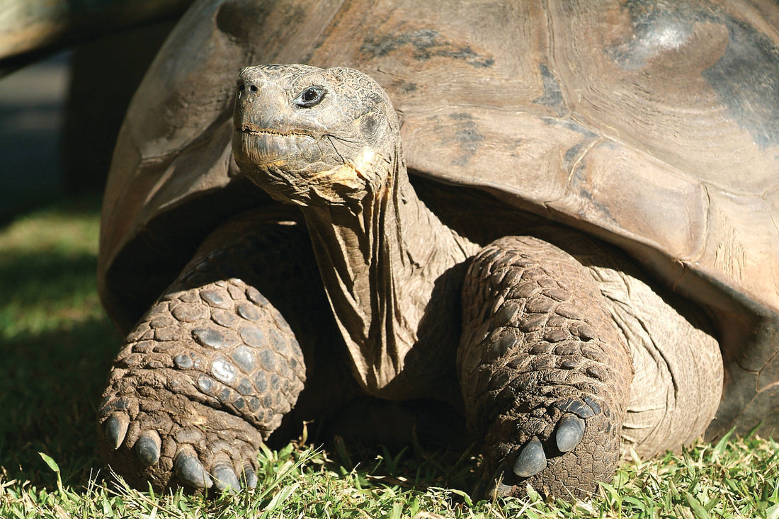Australia’s oldest giant land tortoise