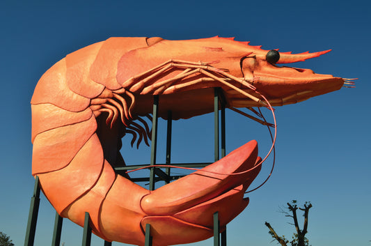 The big prawn