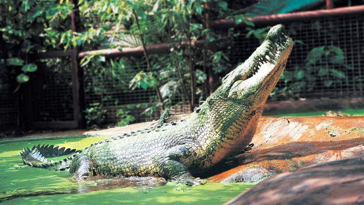 The world's largest crocodile in captivity