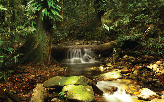 Oldest living rainforest on earth