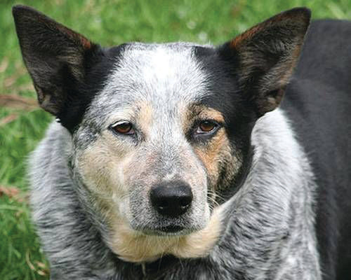 Australia’s oldest dog