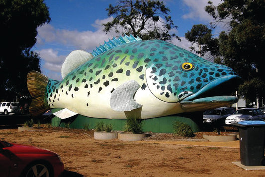 The biggest murray cod