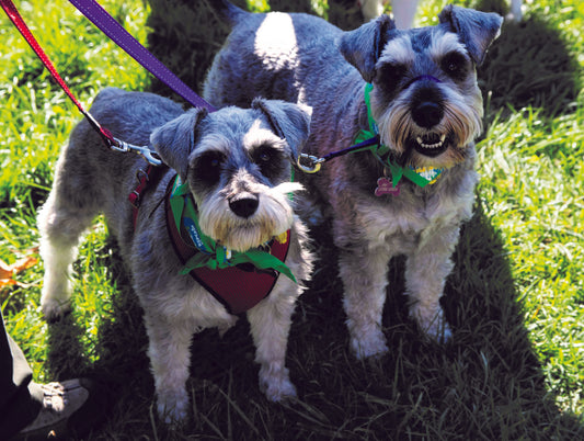 The most number of dogs wearing a bandana in one location