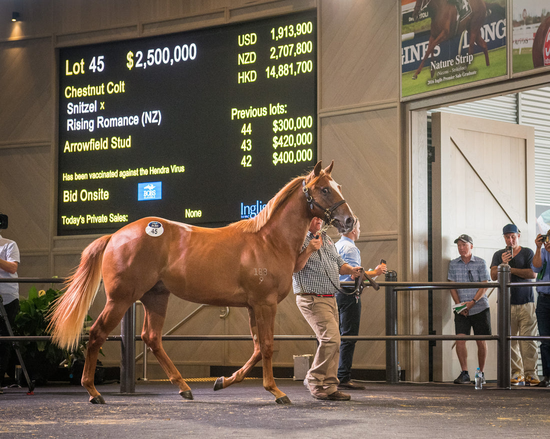 The most expensive yearling ever sold in the Southern Hemisphere 2021