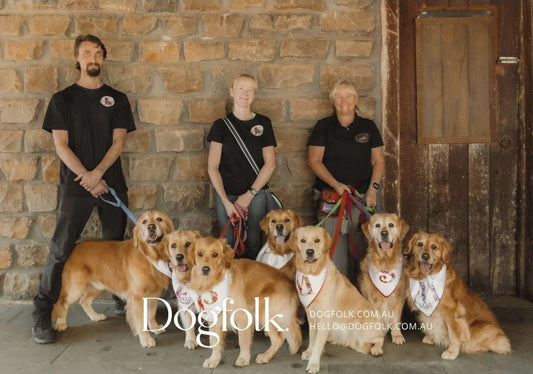 The largest gathering of golden retrievers