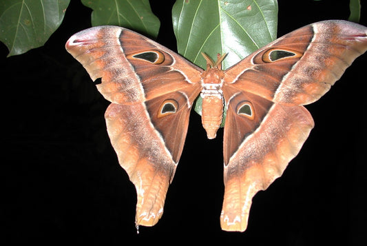 Largest moth in the world by wing span