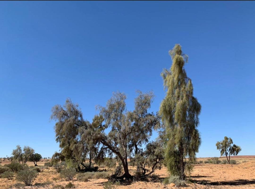 Australia’s rarest tree - Waddi Tree