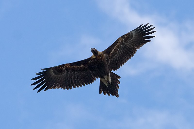 World's biggest eagle – Australian Book Of Records