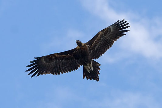 World's biggest eagle