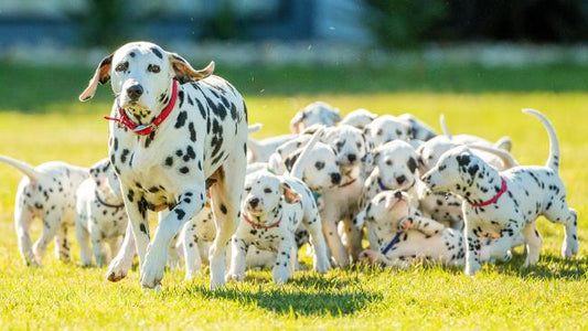 Largest litter of Dalmation pups