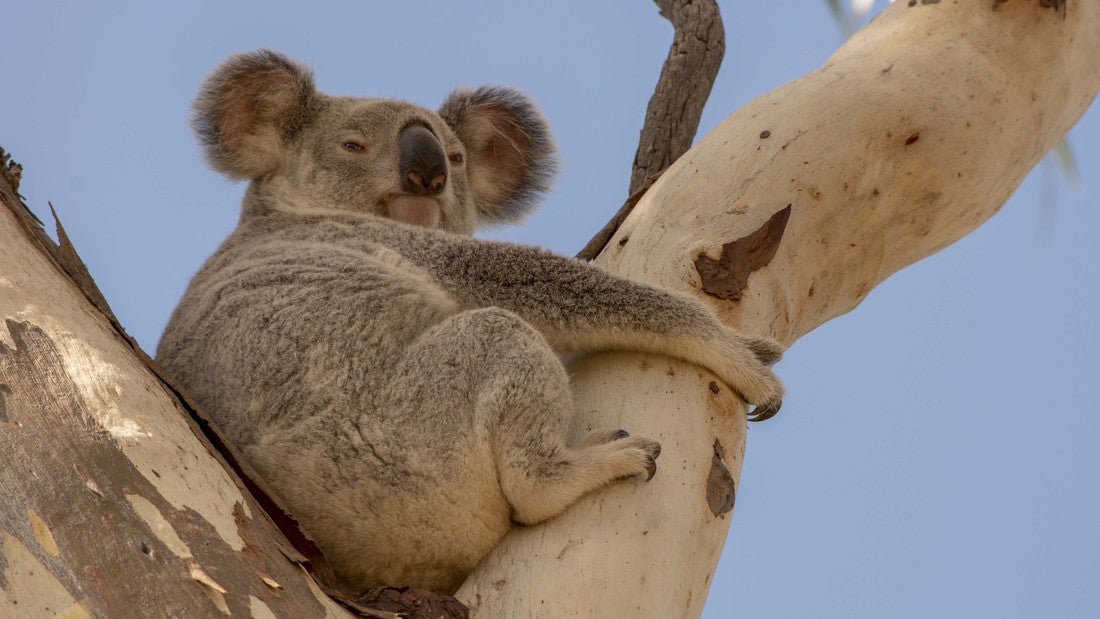 Australia’s sleepiest marsupial Koala (Phascolarctos cinereus)