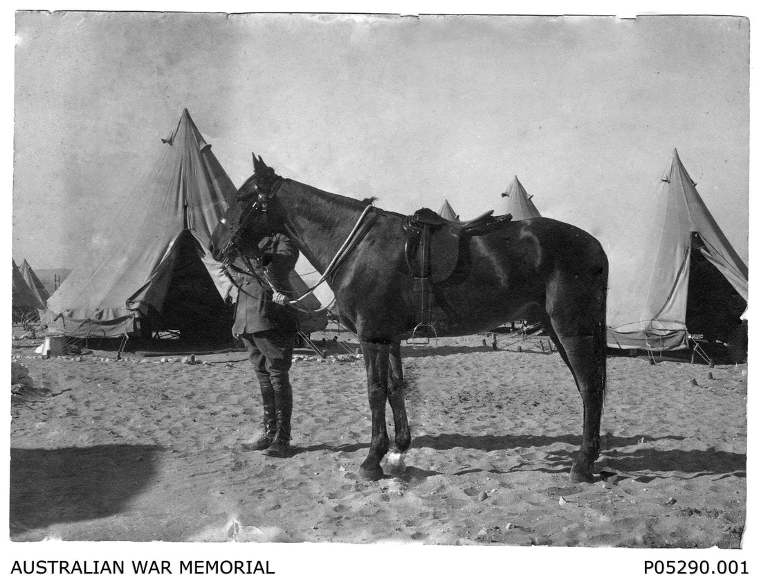 The only known horse to return home to Australia following world war 1